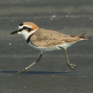 Kentish Plover